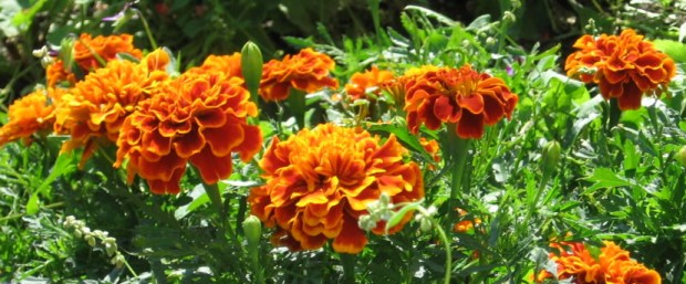 frenchmarigold